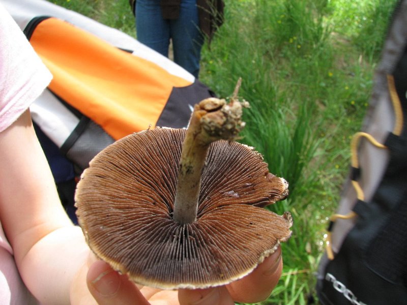 Psathyrella lacrimabunda